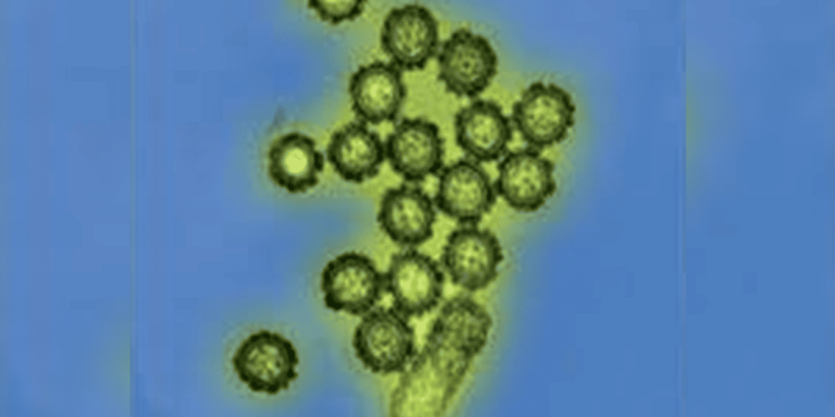 Gripe K: Goiás confirma três casos da variante em cidades distintas