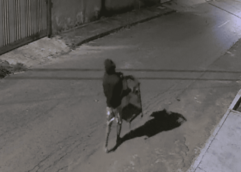 Gato Louco que furtou pássaro na madrugada é preso após onda de crimes