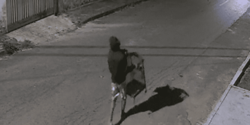 Gato Louco que furtou pássaro na madrugada é preso após onda de crimes