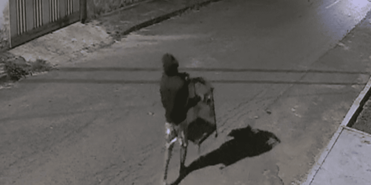 Gato Louco que furtou pássaro na madrugada é preso após onda de crimes