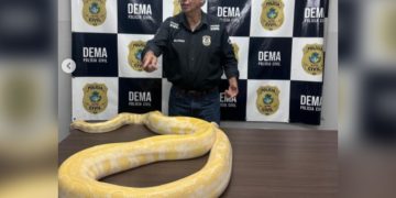 Píton amarela, de 4,8 metros, é apreendida pela Polícia Civil