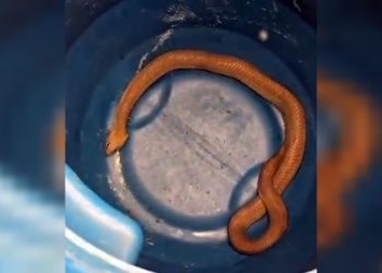 Polícia resgata serpente escondida em buraco próximo à escola no DF
