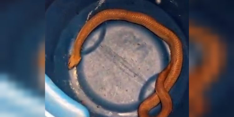 Polícia resgata serpente escondida em buraco próximo à escola no DF