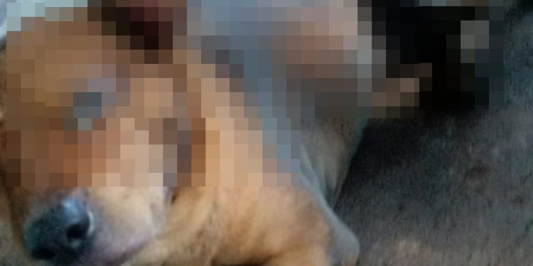 Polícia prende suspeito de atear fogo em cachorro com gasolina