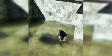 Tamanduá é achado em piscina de bolinhas de condomínio no DF. Veja vídeo