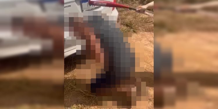 Extorsão, tortura e cassetete: dupla ligada a advogada e PM é presa. Veja vídeo