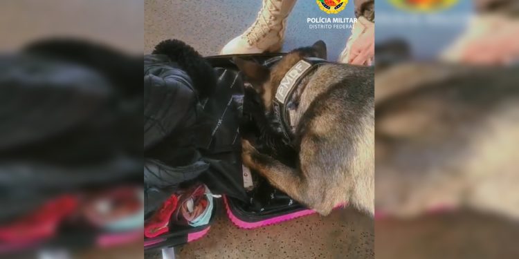 Cão farejador encontra mala com drogas avaliadas em R$ 100 mil no DF