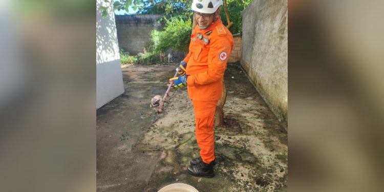 Jiboia é resgatada por bombeiros dentro de casa em Caldas Novas