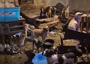 Morador de Ceilândia que acumulava 100 cães é multado em R$ 1 milhão. Veja vídeo