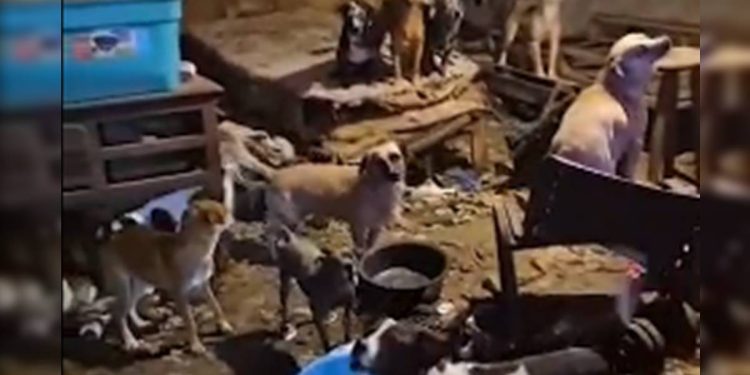 Morador de Ceilândia que acumulava 100 cães é multado em R$ 1 milhão. Veja vídeo