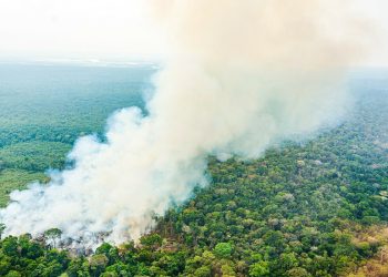 Cientistas entendem melhor como Amazônia atinge ponto de não retorno, e quadro preocupa