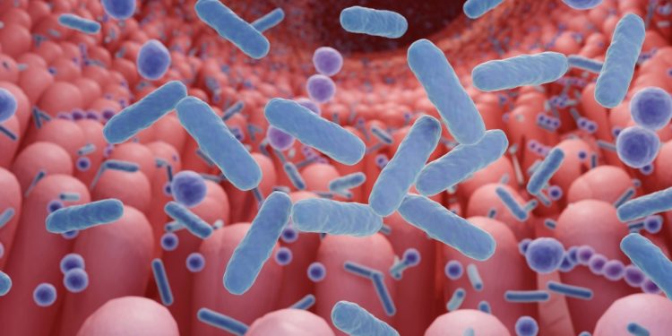 Perda de microbiota muda células que protegem o intestino. Entenda