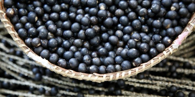 Estudo comprova efeito neuroprotetor do açaí em cérebros adolescentes