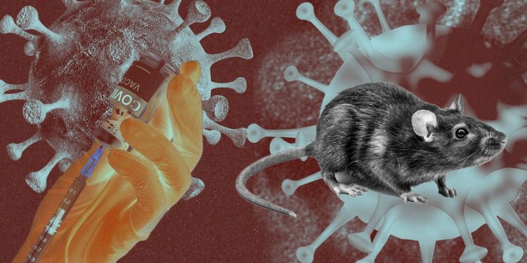 Hantavírus x Covid: entenda diferenças entre sintomas e transmissão