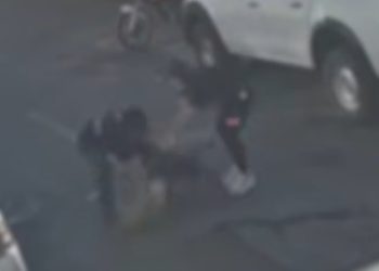 American Bully foge de casa e mata vira-lata em ataque brutal no Guará. Veja vídeo