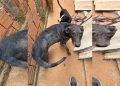 Tutor de 14 cachorros de rua, “Cigano dos cães” morre, e animais ficam sem abrigo. Veja vídeo