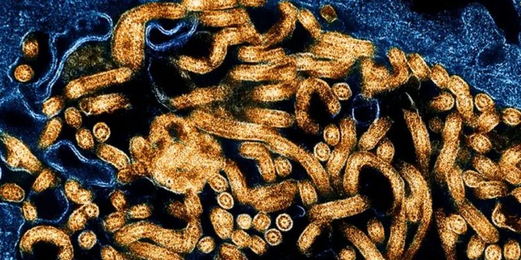 Surto de Ebola no leste do Congo já registra 131 mortes
