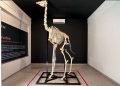 Zoológico de Brasília reinaugura Museu de Ciências Naturais; fotos
