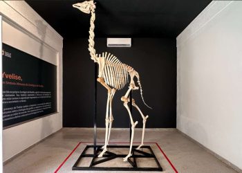 Zoológico de Brasília reinaugura Museu de Ciências Naturais; fotos