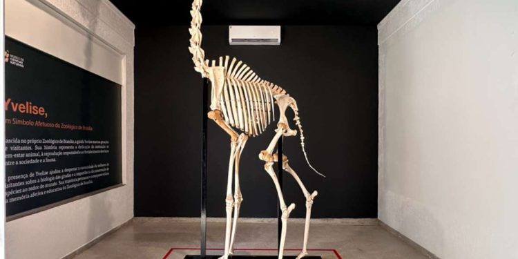 Zoológico de Brasília reinaugura Museu de Ciências Naturais; fotos