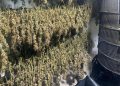 Laboratório que produzia skunk para usuários do DF e GO é desativado. Veja vídeo