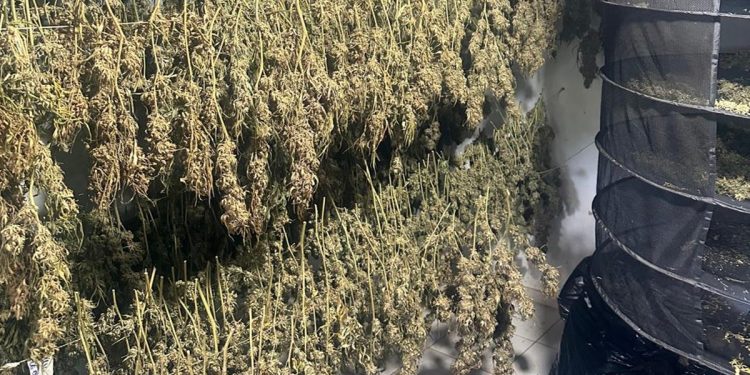 Laboratório que produzia skunk para usuários do DF e GO é desativado. Veja vídeo