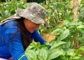 GDF anuncia criação de linha crédito rural para mulheres