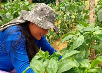 GDF anuncia criação de linha crédito rural para mulheres
