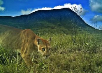 Imagens feitas por visitantes flagram onças na região da Chapada. Veja vídeo