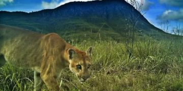 Imagens feitas por visitantes flagram onças na região da Chapada. Veja vídeo