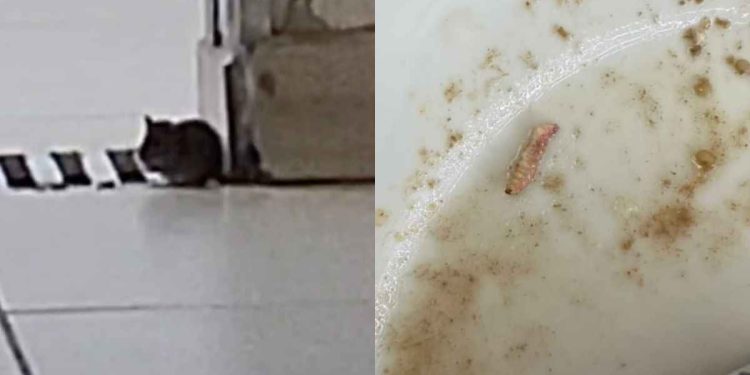 “Ratatouille”: rato e larva são flagrados em refeitório do HUB. Veja vídeo