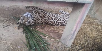 Resgatado na Amazônia, filhote de onça fará reabilitação em Brasília