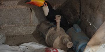 Tucano é resgatado com asa quebrada em chácara na DF-150. Veja vídeo