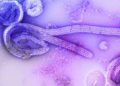 Surto de Ebola no Congo chega a 80 mortes, diz governo