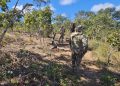Grilagem de terra: PM flagra crime pela 2ª vez no mesmo local em 1 mês