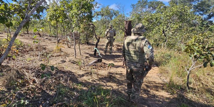 Grilagem de terra: PM flagra crime pela 2ª vez no mesmo local em 1 mês