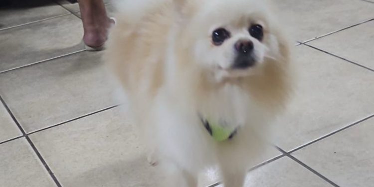 Doguinho “sequestrado” é devolvido a família após ser pego na frente de casa
