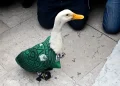Claudia Sheinbaum recebe pato Merlín, mascote do México na Copa do Mundo