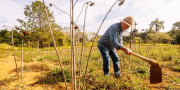 Fundo rural do DF é reestruturado com ampliação de linhas de crédito