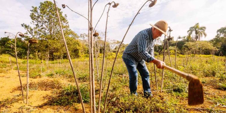 Fundo rural do DF é reestruturado com ampliação de linhas de crédito