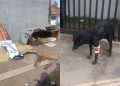 Homem destrói casinha comunitária e deixa pit-bull atacar cão cego