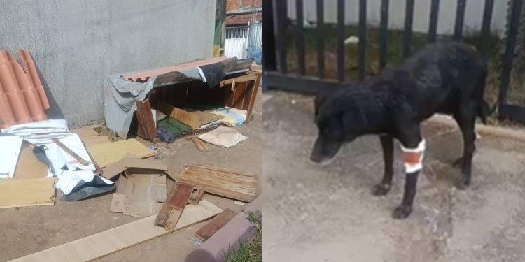 Homem destrói casinha comunitária e deixa pit-bull atacar cão cego