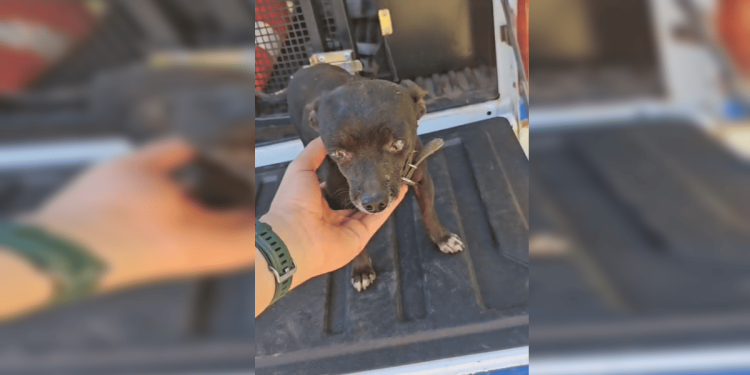 Além de motorista, cachorro da família também resistiu 3 dias em ribanceira. Veja vídeo