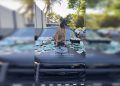 Cão da PMDF encontra 184 “biscoitos do bagulho” escondidos em mala na Rodoviária de Brasília