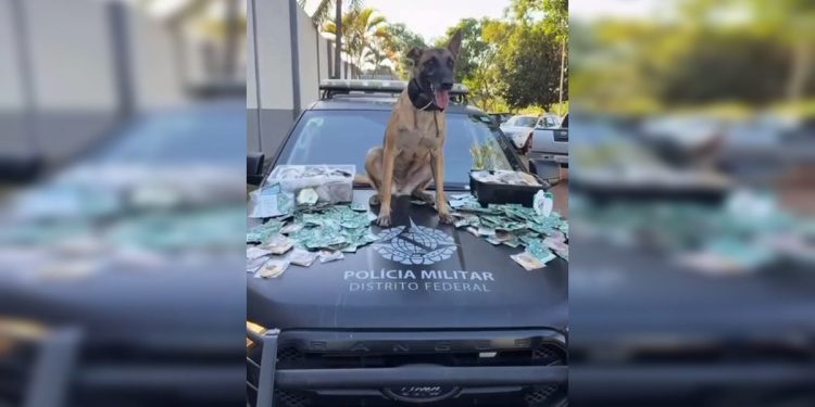 Cão da PMDF encontra 184 “biscoitos do bagulho” escondidos em mala na Rodoviária de Brasília