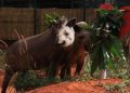 Dia dos Namorados: casais do Zoo de Brasília ajudam a salvar espécies