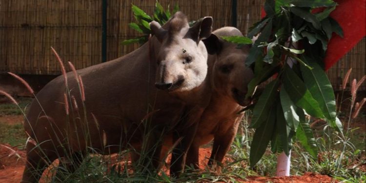 Dia dos Namorados: casais do Zoo de Brasília ajudam a salvar espécies