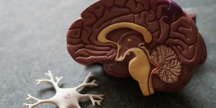 Molécula experimental “reativa” a defesa do cérebro contra Alzheimer