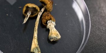Psilocibina melhora fala e autonomia de idosa com Alzheimer