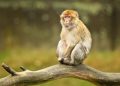Menino morre após ser atacado por macaco criado pela própria família